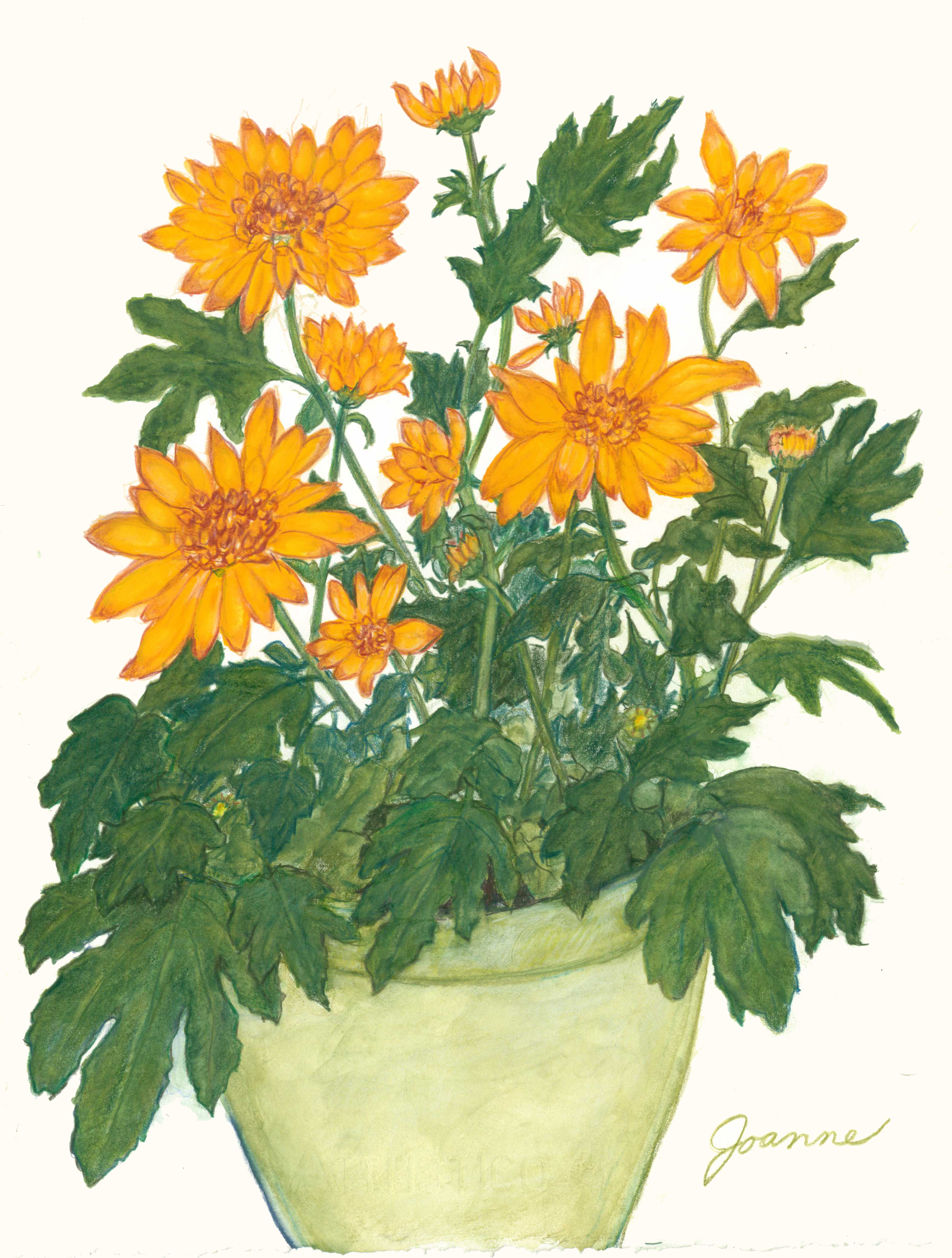 joannes-chrysanthemums