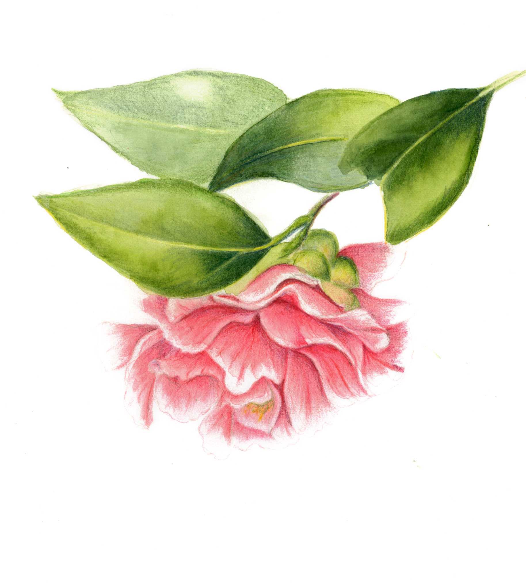 ninas-camellia