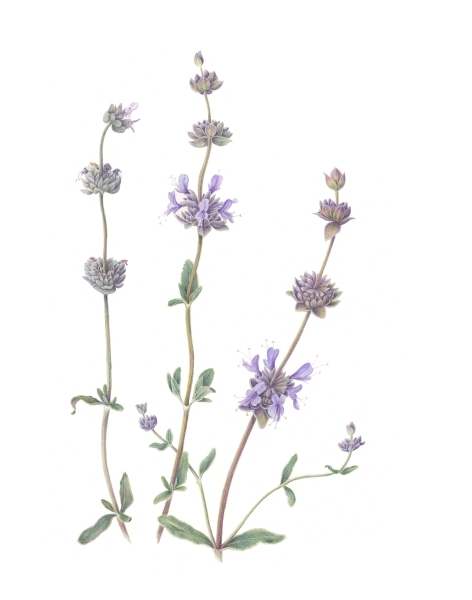 Salvia-clevelandii