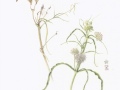 Antze-Milkweed