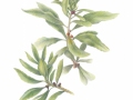 Antze-PacificWaxMyrtle