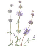 Salvia Clevelandii