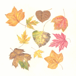 Autumn leaves