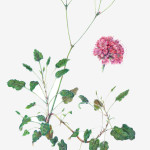 Buckwheat cleaned up