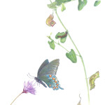 Dutchman’s Pipevine