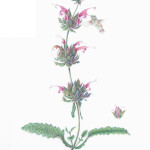 Hummingbird Sage