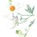 Matilija Poppy